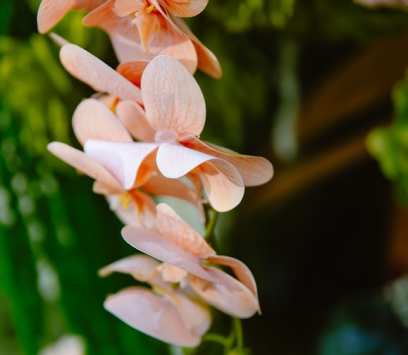 DECOR CƯỚI TRỌN GÓI BA TRI, BẾN TRE