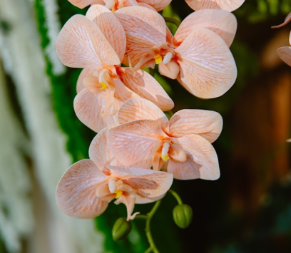 DECOR CƯỚI TRỌN GÓI BA TRI, BẾN TRE
